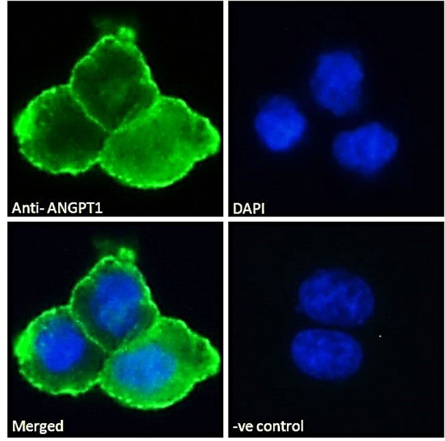 Angiopoietin 1 Antibody in Immunocytochemistry (ICC/IF)