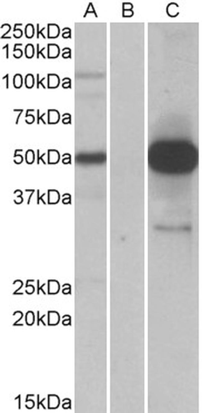COPS3 Antibody in Western Blot (WB)