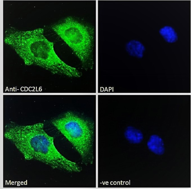 Cdc2L6 Antibody in Immunocytochemistry (ICC/IF)