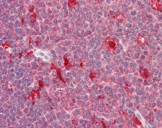 PDXP Antibody in Immunohistochemistry (Paraffin) (IHC (P))