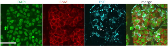 Splunc2 Antibody in Immunocytochemistry (ICC/IF)