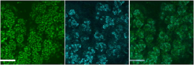 SMGC Antibody in Immunocytochemistry (ICC/IF)