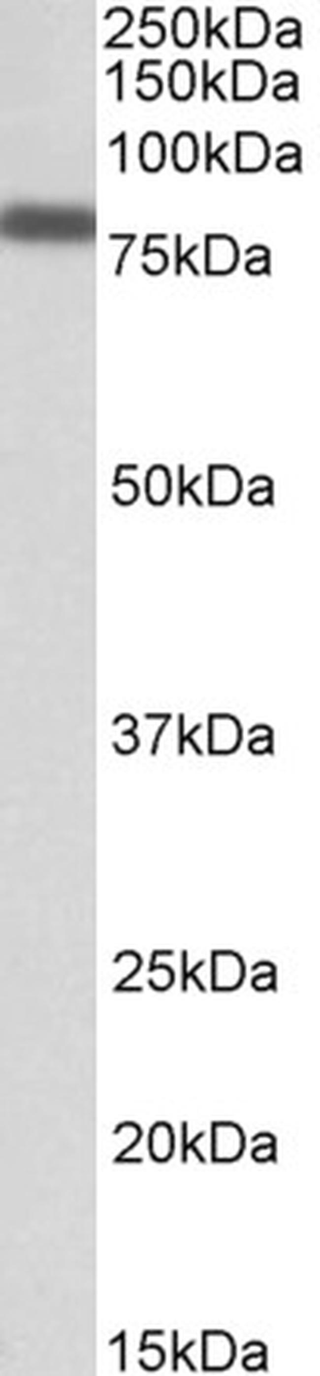 IRF2BP1 Antibody in Western Blot (WB)