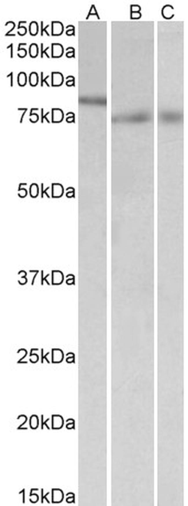 IRF2BP1 Antibody in Western Blot (WB)