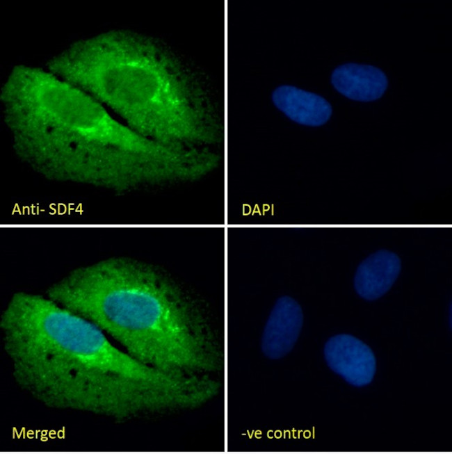 SDF4 Antibody in Immunocytochemistry (ICC/IF)