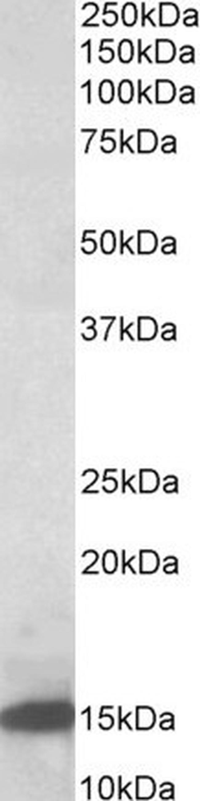 Galectin 1 Antibody in Western Blot (WB)
