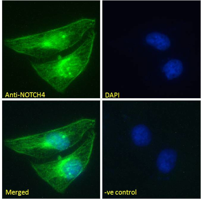 NOTCH4 Antibody in Immunocytochemistry (ICC/IF)