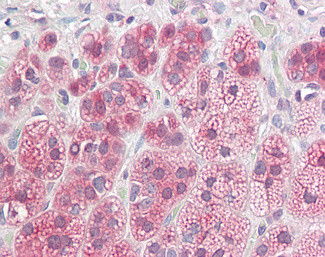 NDRG2 Antibody in Immunohistochemistry (Paraffin) (IHC (P))