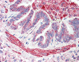 MOB2 Antibody in Immunohistochemistry (Paraffin) (IHC (P))