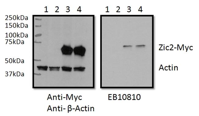 ZIC2 Antibody in Western Blot (WB)
