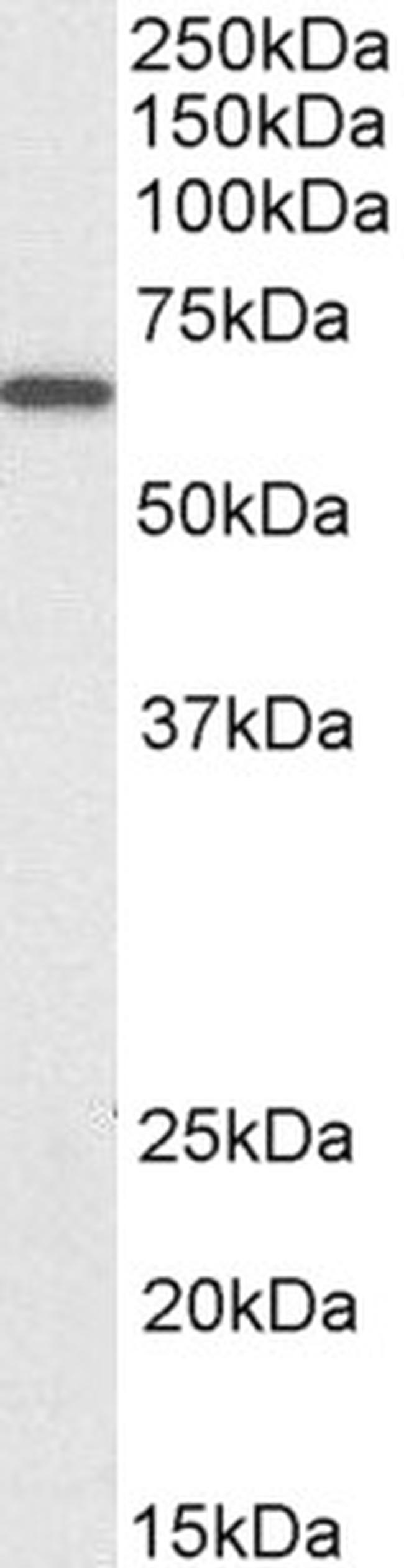 PDIA2 Antibody in Western Blot (WB)