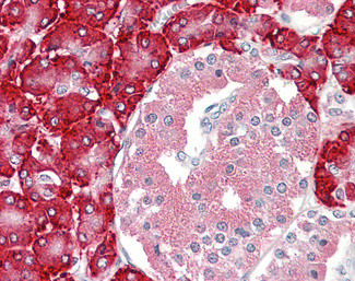 PDIA2 Antibody in Immunohistochemistry (Paraffin) (IHC (P))