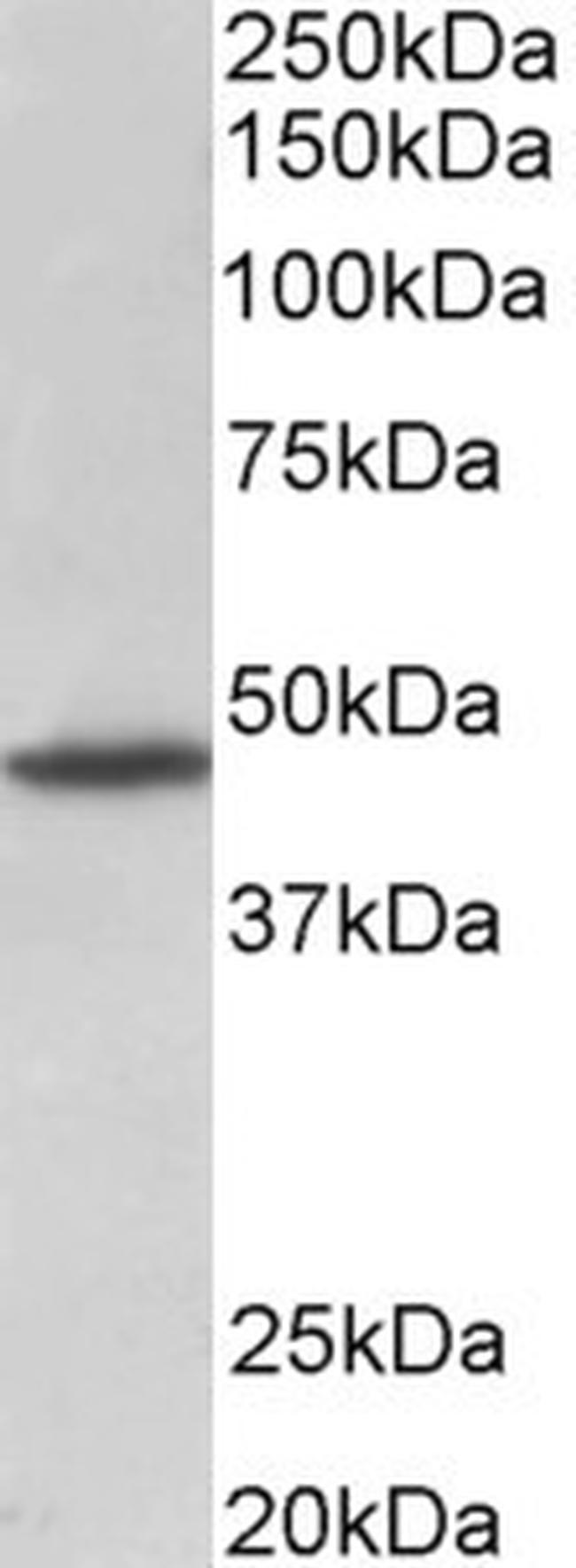 GPR83 Antibody in Western Blot (WB)