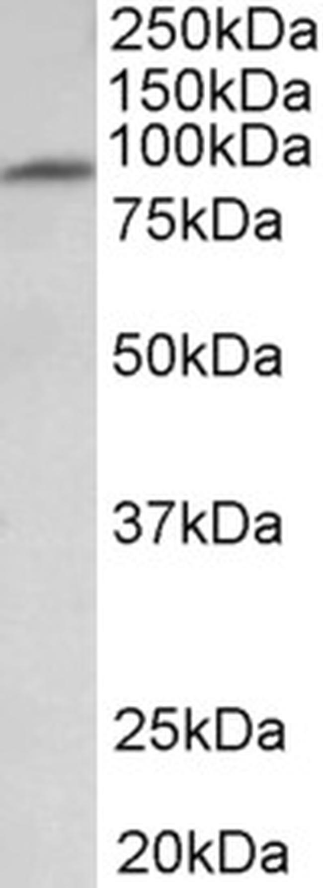 MFSD6 Antibody in Western Blot (WB)