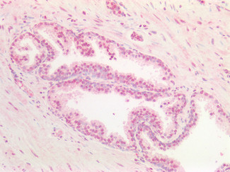 SOX9b Antibody in Immunohistochemistry (Paraffin) (IHC (P))