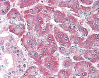 EMAP II Antibody in Immunohistochemistry (Paraffin) (IHC (P))