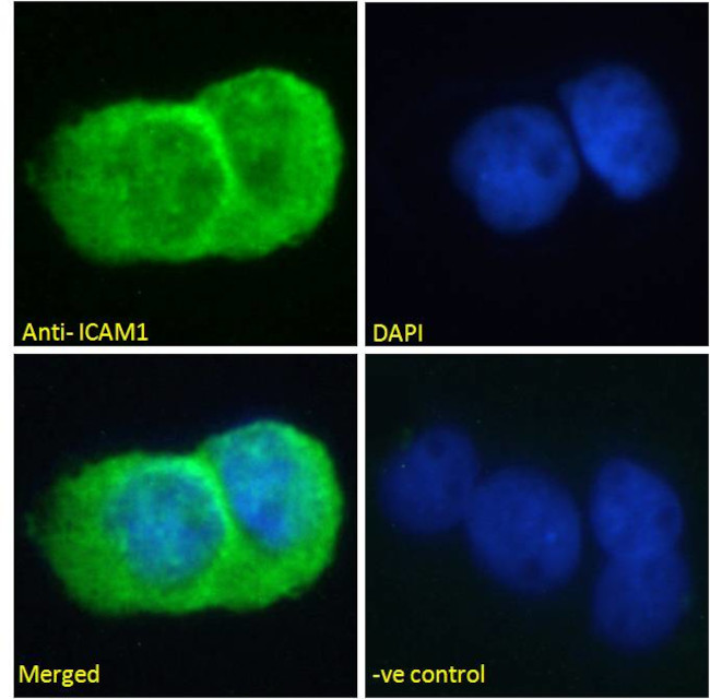 ICAM-1 (CD54) Antibody in Immunocytochemistry (ICC/IF)