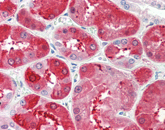 UROD Antibody in Immunohistochemistry (Paraffin) (IHC (P))