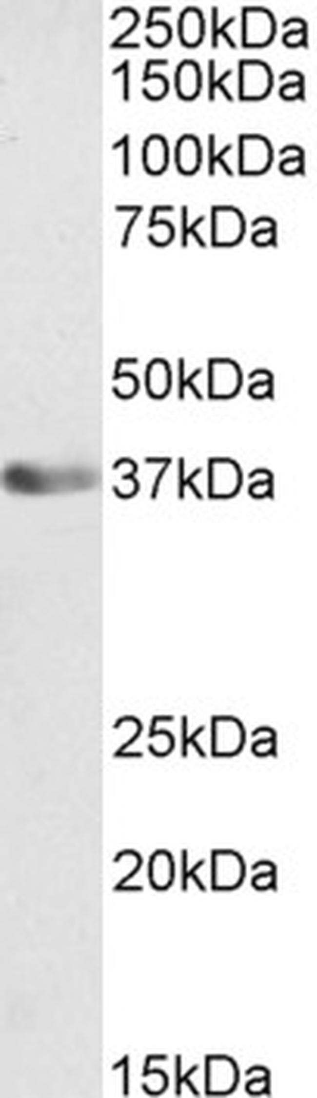 ATF1 Antibody in Western Blot (WB)