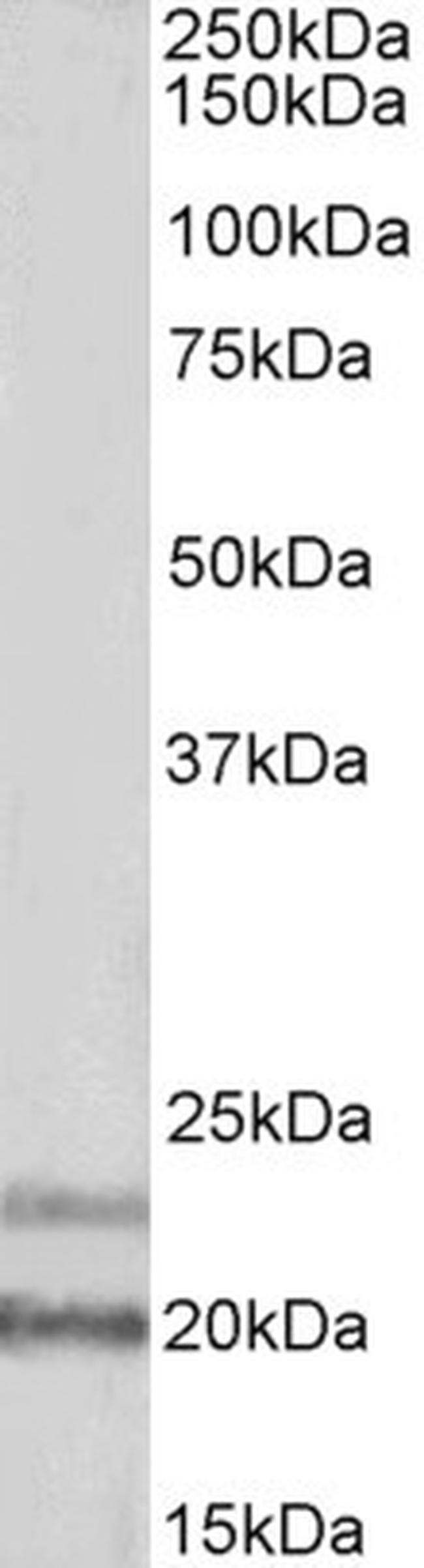 IL17D Antibody in Western Blot (WB)