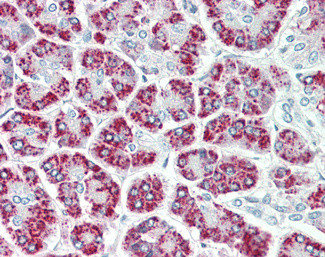 EEF1E1 Antibody in Immunohistochemistry (Paraffin) (IHC (P))