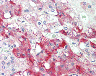 C7 Antibody in Immunohistochemistry (Paraffin) (IHC (P))