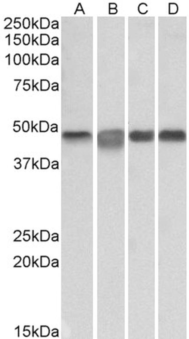 MEK2 Antibody in Western Blot (WB)