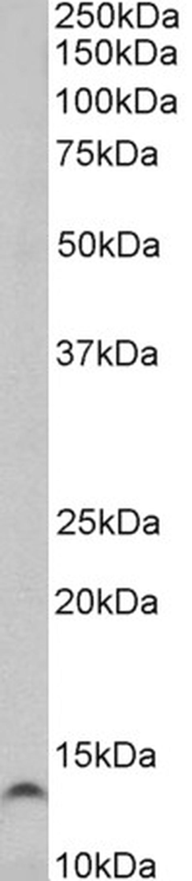 TFF3 Antibody in Western Blot (WB)