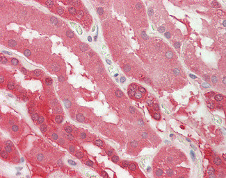LDHB Antibody in Immunohistochemistry (Paraffin) (IHC (P))