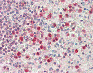 SERPINB1 Antibody in Immunohistochemistry (Paraffin) (IHC (P))