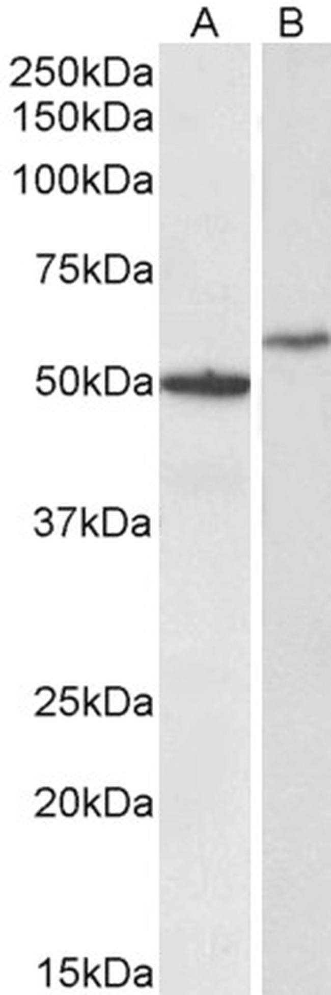 CD47 Antibody in Western Blot (WB)