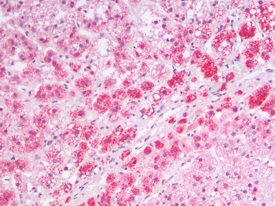 MSI2 Antibody in Immunohistochemistry (Paraffin) (IHC (P))