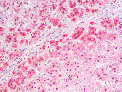 MSI2 Antibody in Immunohistochemistry (Paraffin) (IHC (P))