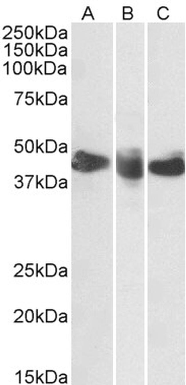 CD27 Antibody in Western Blot (WB)
