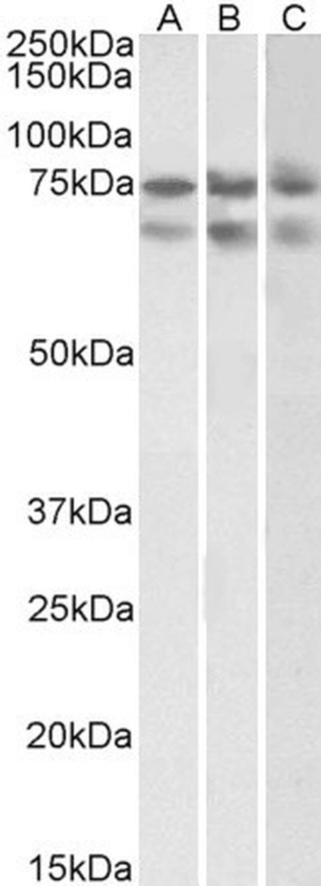 Nucleostemin Antibody in Western Blot (WB)