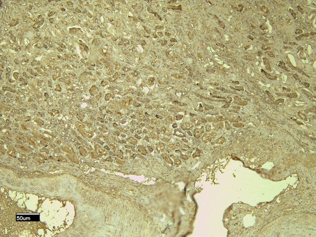 CD31 (PECAM-1) Antibody in Immunohistochemistry (Paraffin) (IHC (P))