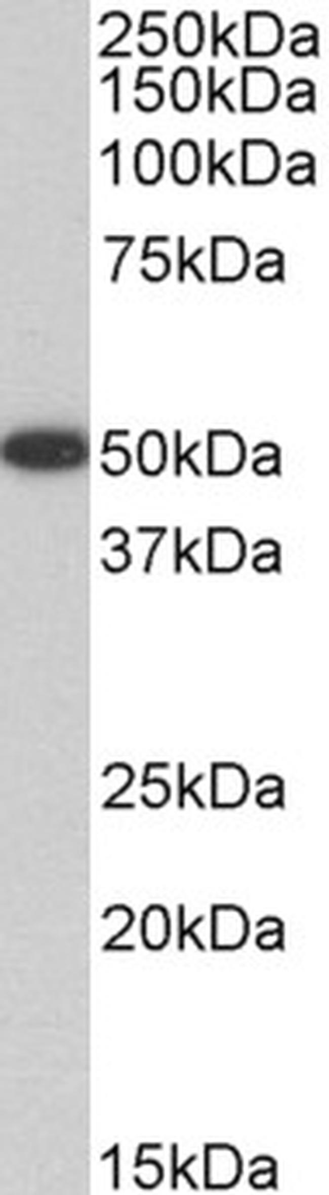 VASP Antibody in Western Blot (WB)