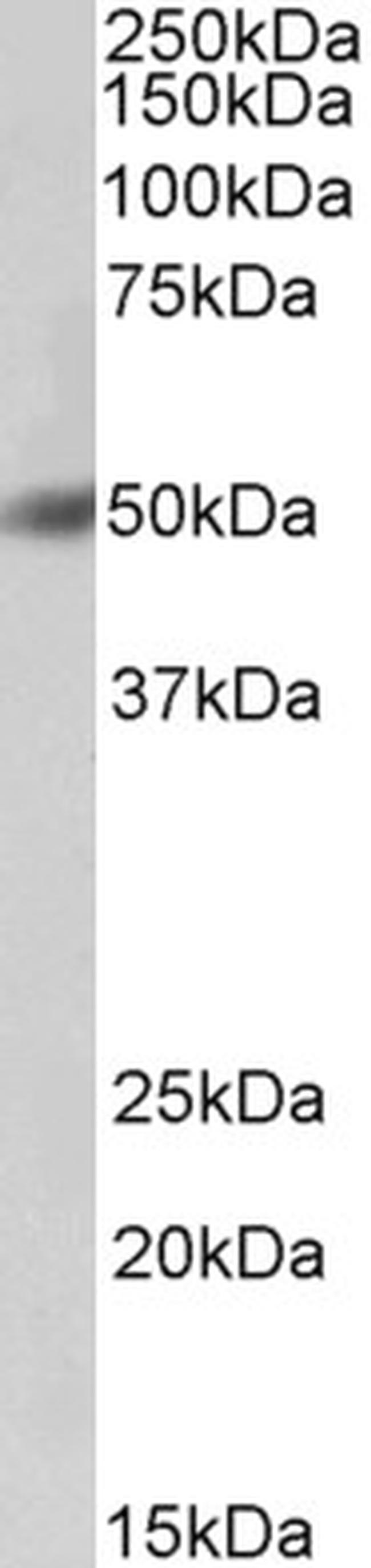 BPI Antibody in Western Blot (WB)