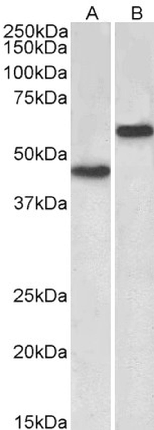 LYVE1 Antibody in Western Blot (WB)