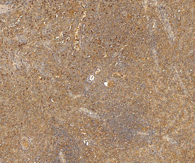 CD68 Antibody in Immunohistochemistry (Paraffin) (IHC (P))
