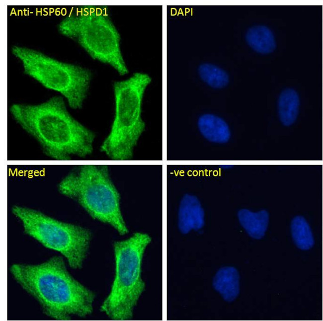 HSP60 Antibody in Immunocytochemistry (ICC/IF)