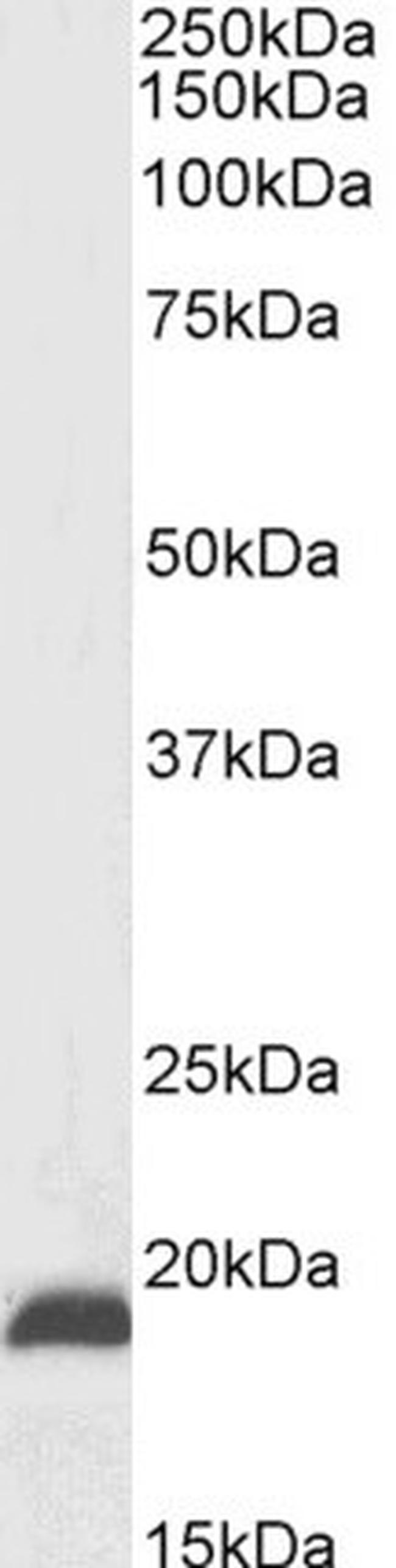 NSG2 Antibody in Western Blot (WB)