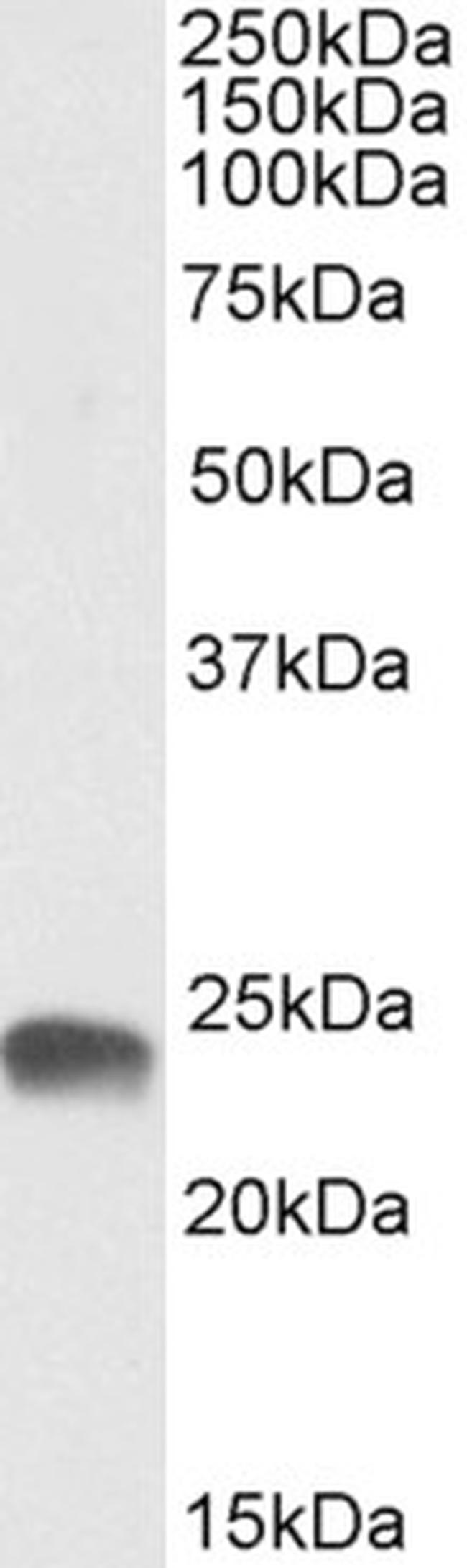 GSTA3 Antibody in Western Blot (WB)
