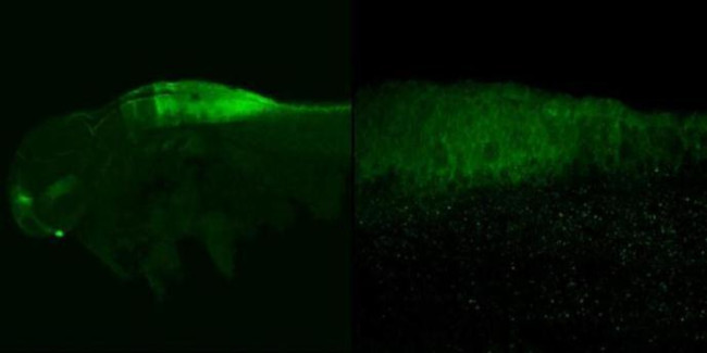 CRABP2 Antibody in Immunohistochemistry (PFA fixed) (IHC (PFA))