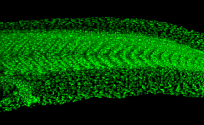 HOXB1b Antibody in Immunohistochemistry (PFA fixed) (IHC (PFA))