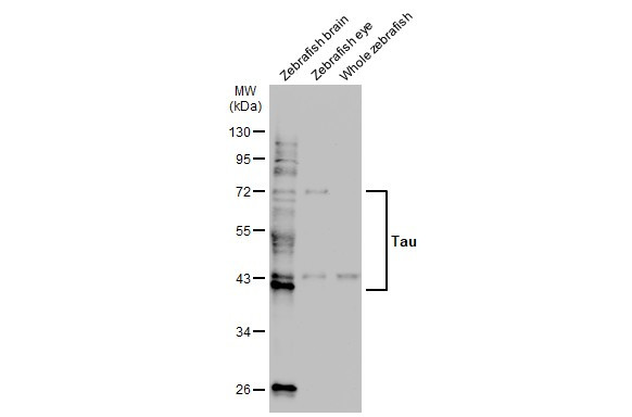 Tau Antibody in Western Blot (WB)