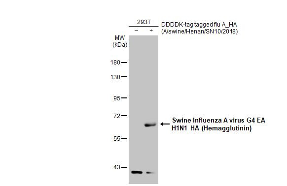 Swine Influenza A G4 EA H1N1 HA (A/swine/Henan/SN10/2018) Antibody in Western Blot (WB)