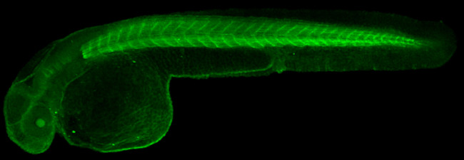 BMPR1A/BMPR1B Antibody in Immunohistochemistry (PFA fixed) (IHC (PFA))