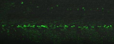 ENG2A Antibody in Immunohistochemistry (PFA fixed) (IHC (PFA))
