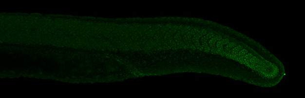 EVE1 Antibody in Immunohistochemistry (PFA fixed) (IHC (PFA))